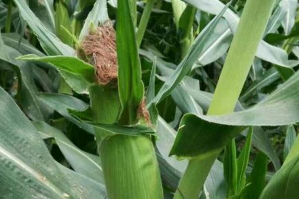 金博士813玉米种子介绍,选中等以上肥力地块种植