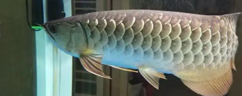 龙鱼鳞片黑了一块怎么回事