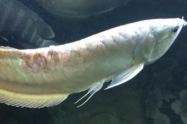 龙鱼鳞片黑了一块怎么回事,水质波动大或温差太大均会导致