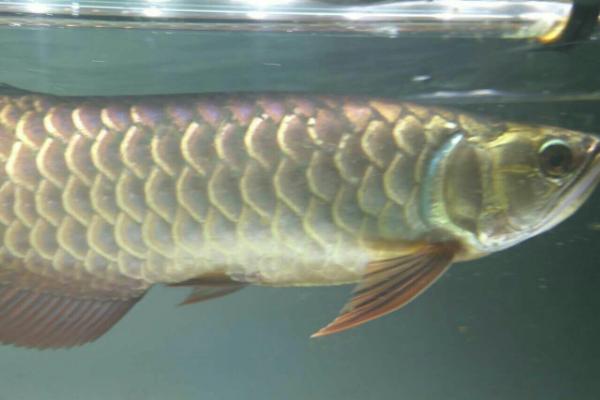 龙鱼鳞片黑了一块怎么回事,水质波动大或温差太大均会导致