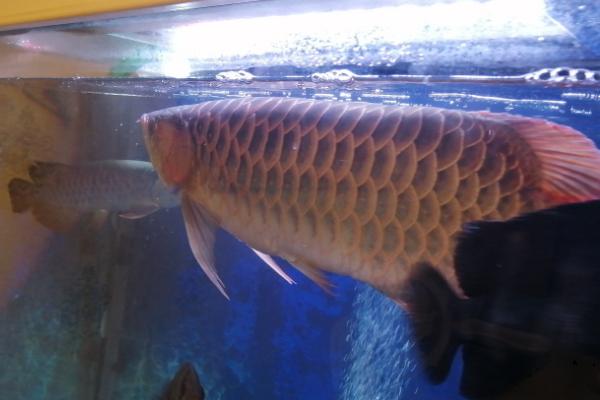 龙鱼鳞片黑了一块怎么回事,水质波动大或温差太大均会导致