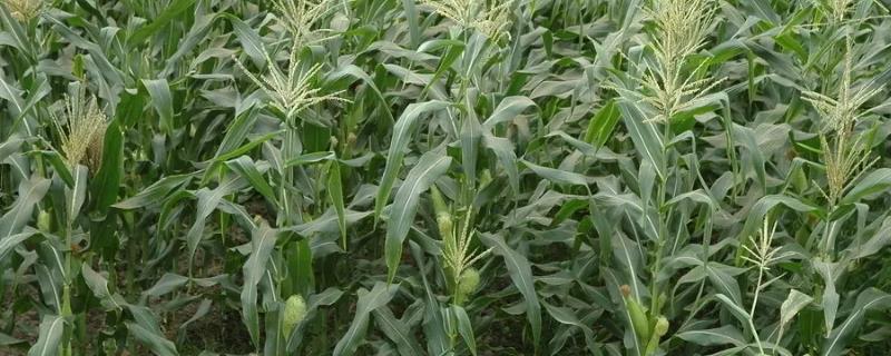 荣丰620玉米种子特征特性