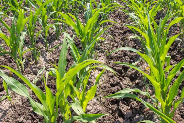 荣丰620玉米种子特征特性,在新疆昌吉春播生育期113天