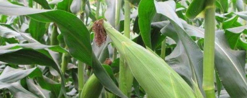 SD802玉米种简介