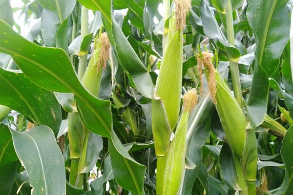 SD802玉米种简介,鲜食甜玉米品种