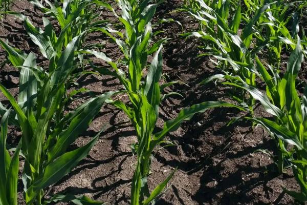 美玉18号玉米种子特点,亩适宜密度3500株左右