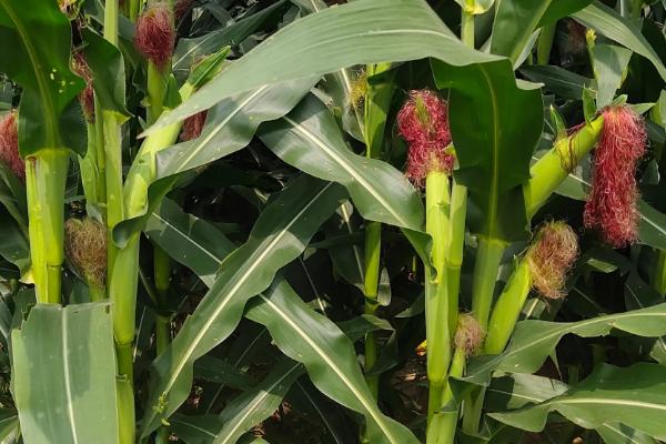 美玉18号玉米种子特点,亩适宜密度3500株左右