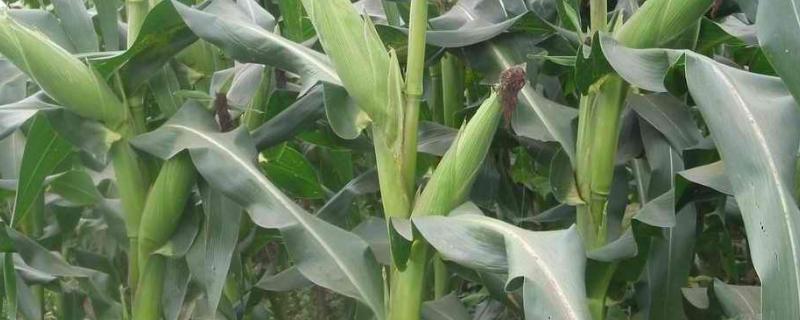 早玉102玉米种子特征特性