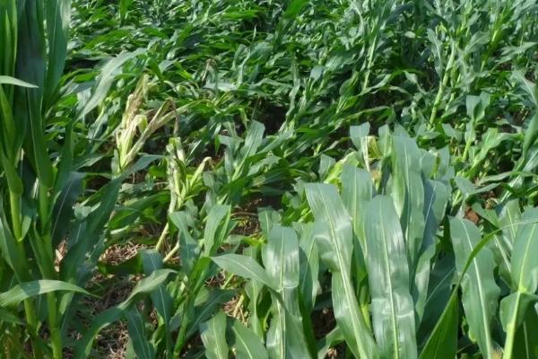 早玉102玉米种子特征特性,全生育期90天左右