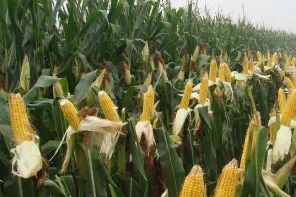 宇丰393玉米种简介,亩播种量5千克左右