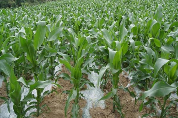 隆平159玉米品种的特性,防治地老虎