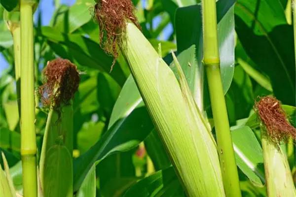 隆平159玉米品种的特性,防治地老虎
