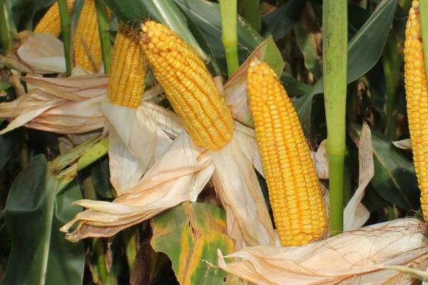 宇丰189玉米品种简介,亩播种量5千克左右