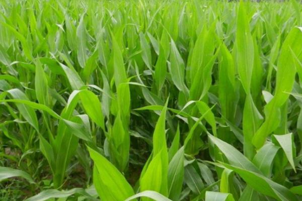 新创037玉米种子简介,防治地下害虫