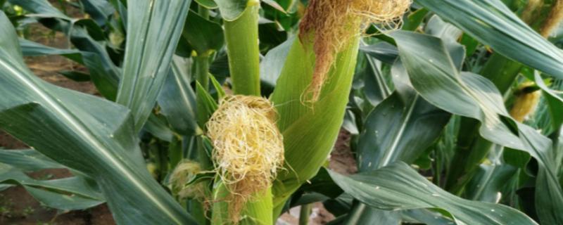 硕玉365玉米种子特点