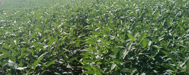 皖豆62大豆种子介绍