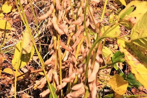 圣育3号大豆种子特点,比对照品种中黄13晚熟1天