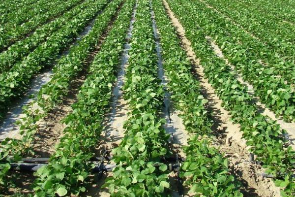 华育7号大豆种子介绍,注意防治病虫害