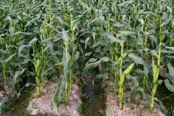 双萃2760玉米品种简介