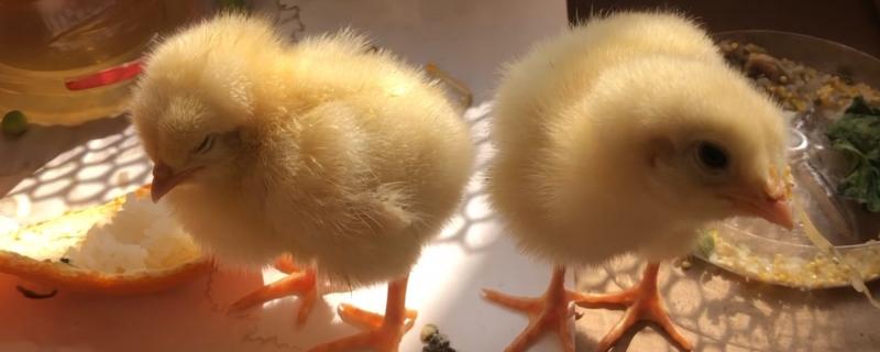 小鸡还有一口气怎么救活