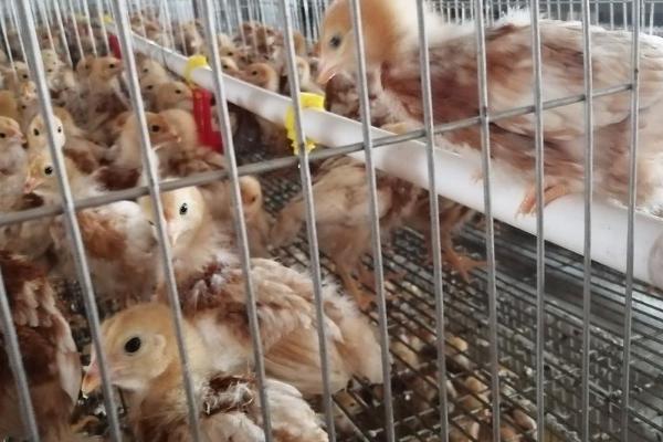 小鸡还有一口气怎么救活,救治前需先搞清楚原因