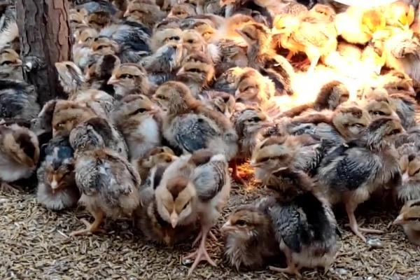 小鸡还有一口气怎么救活,救治前需先搞清楚原因