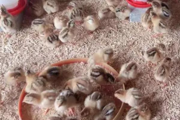 小鸡还有一口气怎么救活,救治前需先搞清楚原因