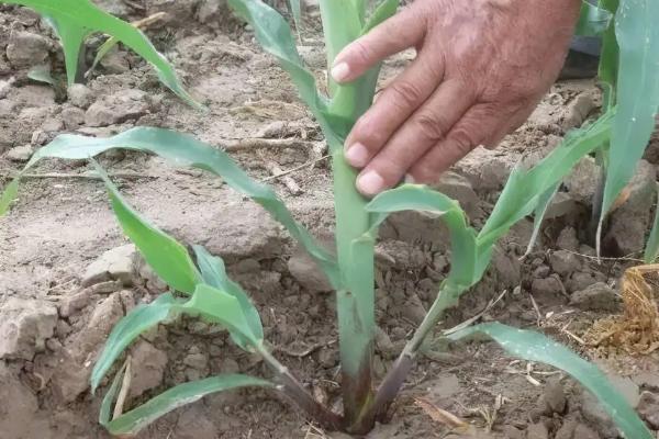 闽双色8号玉米种子特征特性