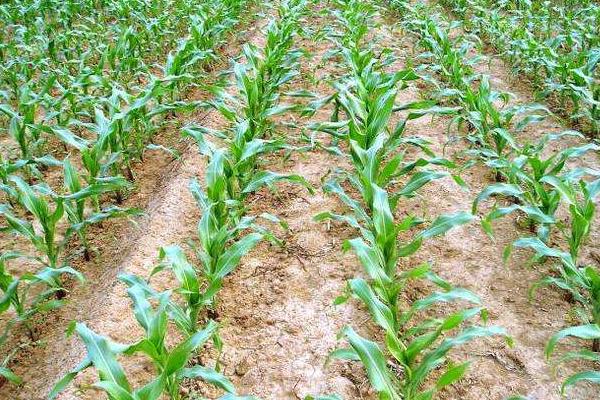 浙甜67玉米品种的特性