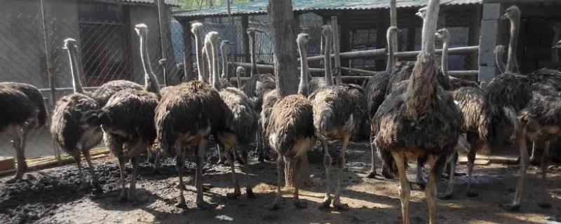 鸵鸟的生长周期