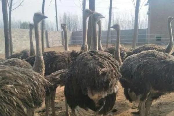 鸵鸟的生长周期,生长周期通常为24-36个月