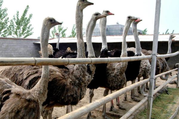 鸵鸟的生长周期,生长周期通常为24-36个月