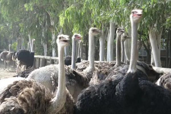 鸵鸟的生长周期,生长周期通常为24-36个月