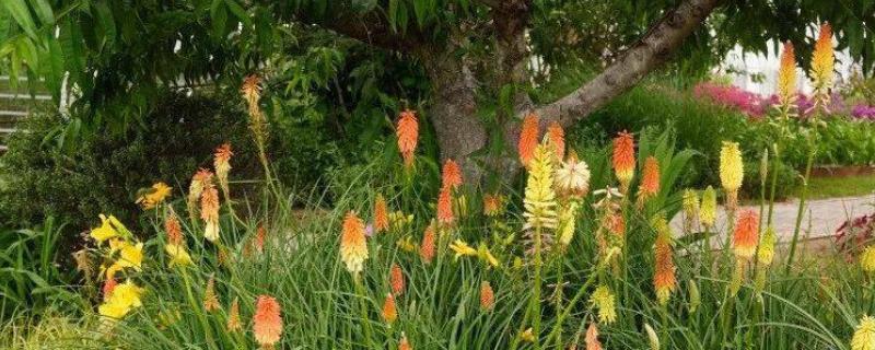 宿根花卉是什么