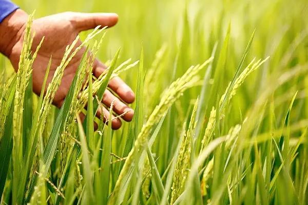 稆两优质美水稻种子特征特性,秧田播种量每亩10千克