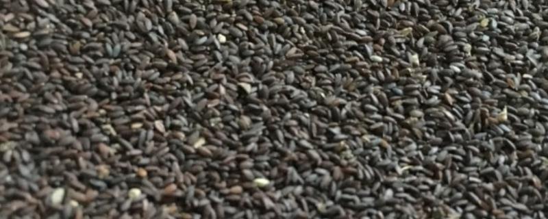 玉竹的种植时间