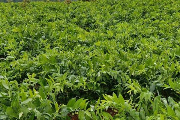 玉竹的种植时间,通常为3月下旬至4月上旬、10月下旬至11月上旬