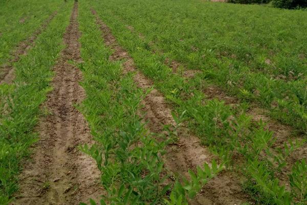 玉竹的种植时间,通常为3月下旬至4月上旬、10月下旬至11月上旬