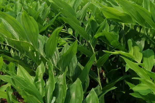 玉竹的种植时间,通常为3月下旬至4月上旬、10月下旬至11月上旬