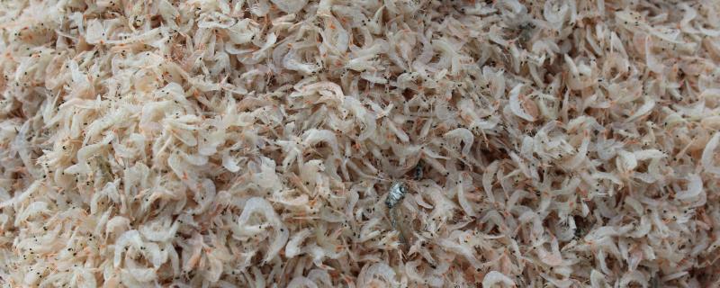 鸡能不能吃虾皮