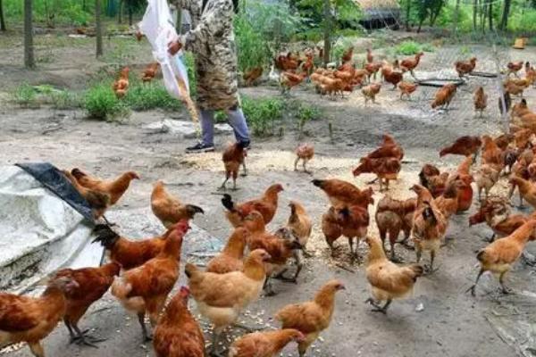 鸡能不能吃虾皮,富含钙元素、可以用来喂鸡