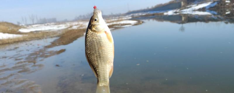 天冷鲫鱼钓近还是远