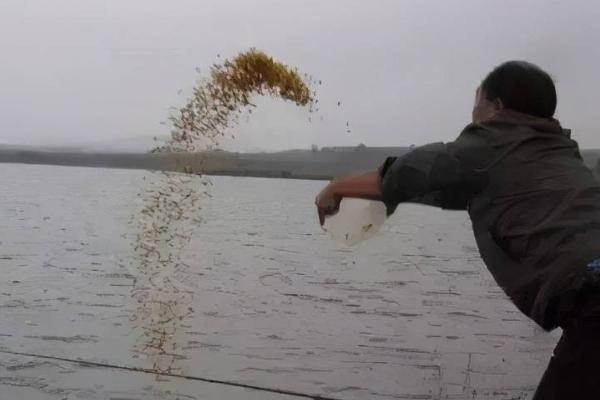 天冷鲫鱼钓近还是远,一般都是钓远