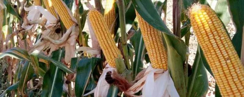 迪卡c1563玉米简介