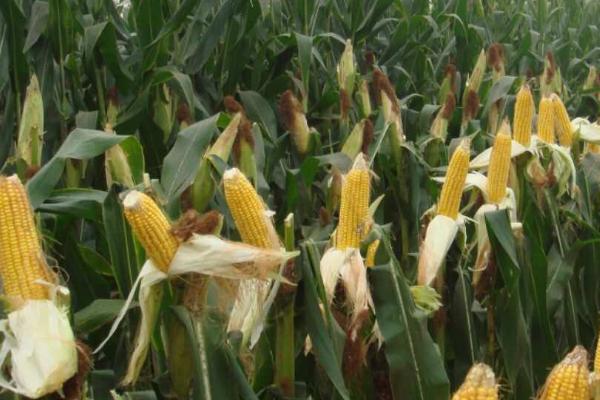 迪卡c1563玉米简介,平均生育期为127天