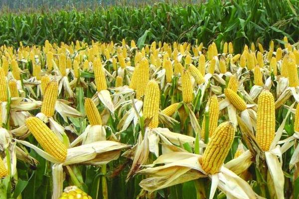 迪卡c1563玉米简介,平均生育期为127天