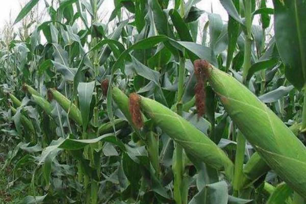 迪卡c1563玉米简介,平均生育期为127天