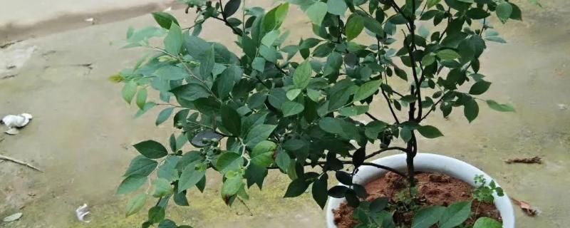 盆栽蓝莓多久浇水一次
