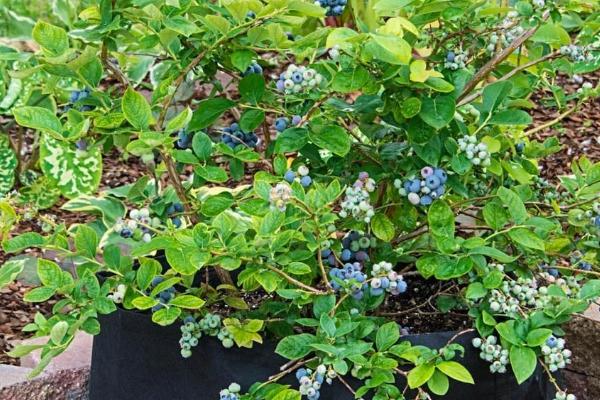 盆栽蓝莓多久浇水一次,夏季基本每天都需要浇水