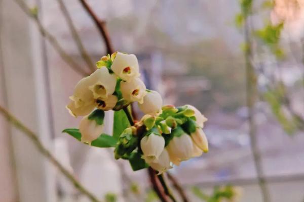 盆栽蓝莓多久浇水一次,夏季基本每天都需要浇水